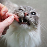 Not For Cats Sticker Sheet